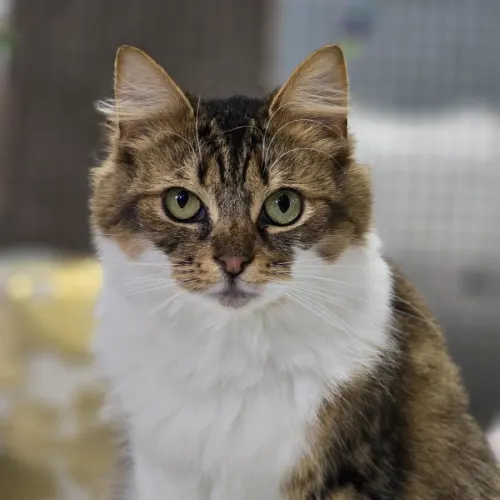 Daphne - Domestic Medium Hair cat available for adoption at Mornington Peninsula Shire Community Animal Shelter in Melbourne