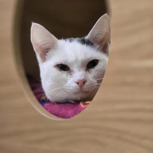 Cousin Kip - Domestic Shorthair cat available for adoption at Mornington Peninsula Shire Community Animal Shelter in Melbourne