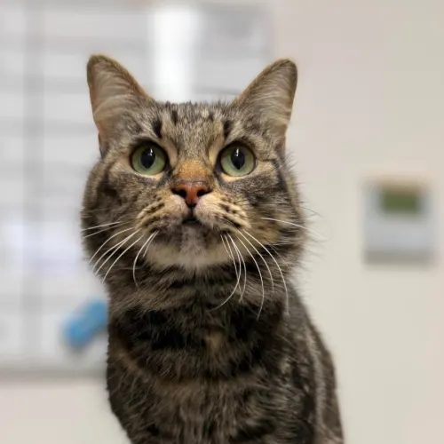 Laticia - Domestic Medium Hair cat available for adoption at Mornington Peninsula Shire Community Animal Shelter in Melbourne