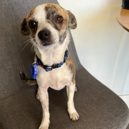 Ojay - Chihuahua Cross available for adoption in Newcastle