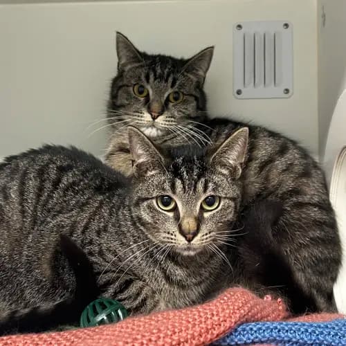 Arthur - Domestic Shorthair cat available for adoption at wat djerring Animal Facility (City of Whittlesea) in Melbourne