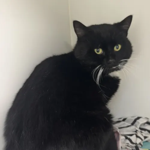 Daicos - Domestic Shorthair cat available for adoption at wat djerring Animal Facility (City of Whittlesea) in Melbourne