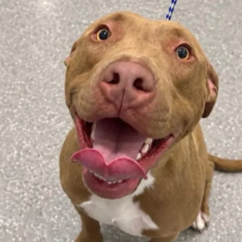 Bam Bam - Mixed Breed available for adoption in Wollongong