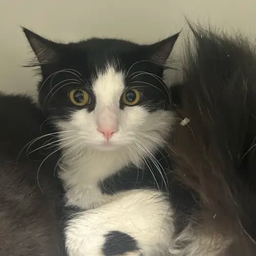 Bandit - Domestic Medium Hair cat available for adoption at wat djerring Animal Facility (City of Whittlesea) in Melbourne