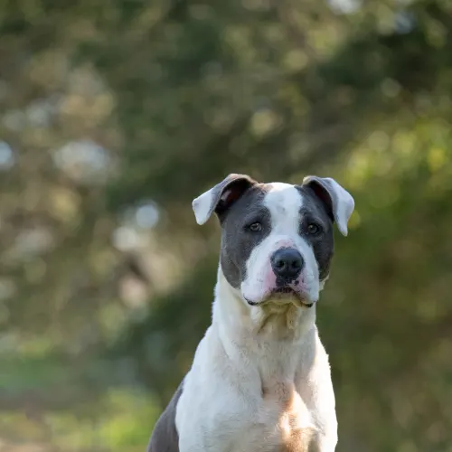 Zeus - Mixed Breed available for adoption in Sydney