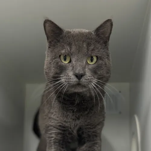 Boris - Domestic Shorthair cat available for adoption at wat djerring Animal Facility (City of Whittlesea) in Melbourne