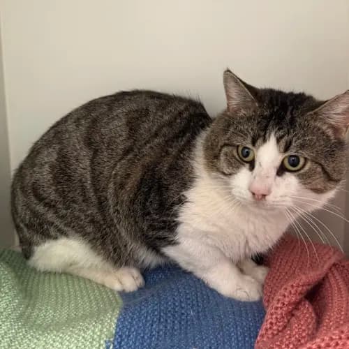 Marvel - Domestic Shorthair cat available for adoption at wat djerring Animal Facility (City of Whittlesea) in Melbourne