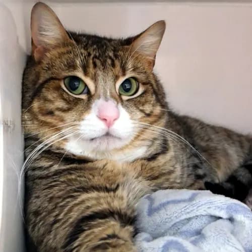 Keanu - Domestic Shorthair cat available for adoption at Cat Protection Society of Victoria in Melbourne