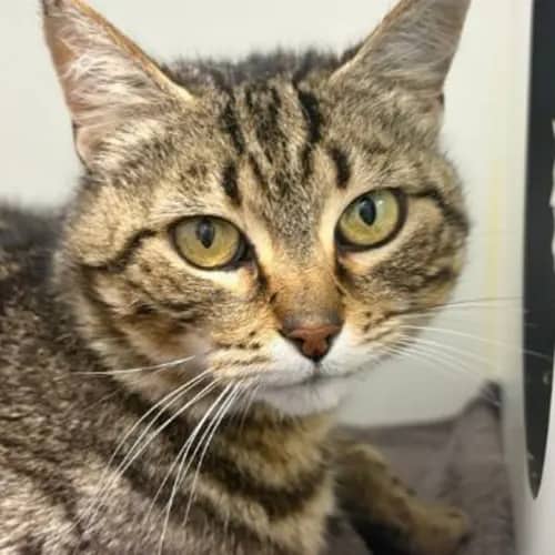 Juniper - Domestic Shorthair cat available for adoption at The Lost Dogs' Home in Melbourne