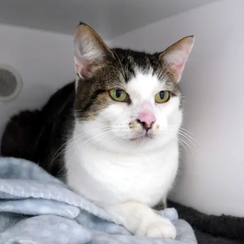 Julie - Domestic Shorthair cat available for adoption at Cat Protection Society of Victoria in Melbourne