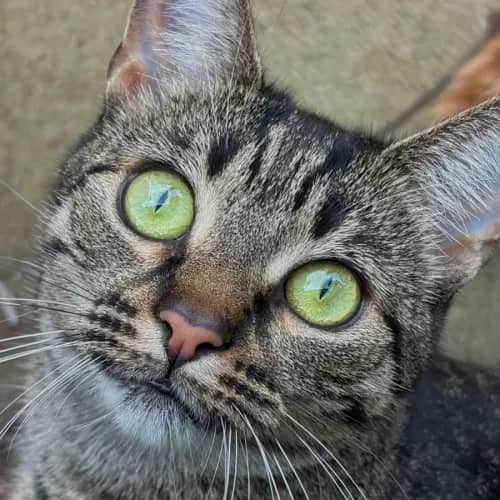 Polly - Domestic Shorthair cat available for adoption at Chally Rescue in Bendigo
