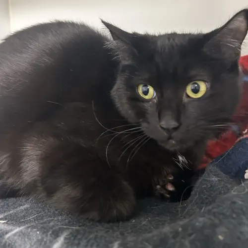 Pepper - Domestic Shorthair cat available for adoption at wat djerring Animal Facility (City of Whittlesea) in Melbourne