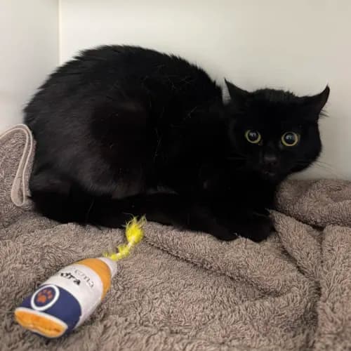 Serenity - Domestic Shorthair cat available for adoption at wat djerring Animal Facility (City of Whittlesea) in Melbourne