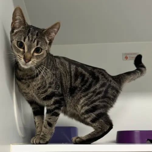 Sian - Domestic Shorthair cat available for adoption at wat djerring Animal Facility (City of Whittlesea) in Melbourne
