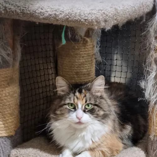 Beanbag - Domestic Medium Hair cat available for adoption at Ballarat Animal Shelter in Ballarat