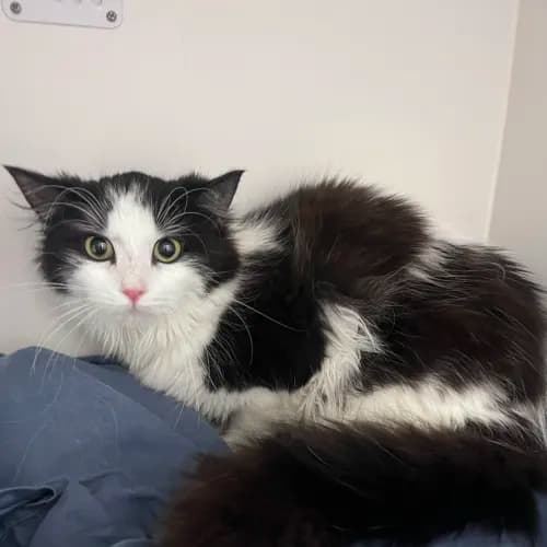 Cassie - Domestic Medium Hair cat available for adoption at wat djerring Animal Facility (City of Whittlesea) in Melbourne