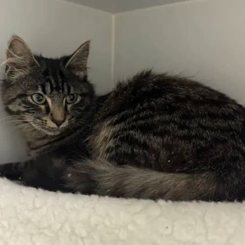 Robyn - Domestic Medium Hair cat available for adoption at wat djerring Animal Facility (City of Whittlesea) in Melbourne