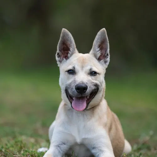 Missy - Shepherd x Kelpie Cross available for adoption in Sydney