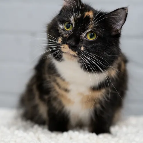 Tortellini - Domestic Medium Hair cat available for adoption at Hawkesbury Companion Animal Shelter in Sydney