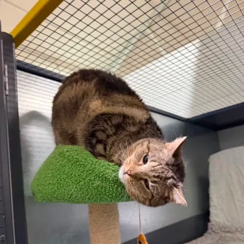 Xena - Domestic Shorthair cat available for adoption at Ballarat Animal Shelter in Ballarat