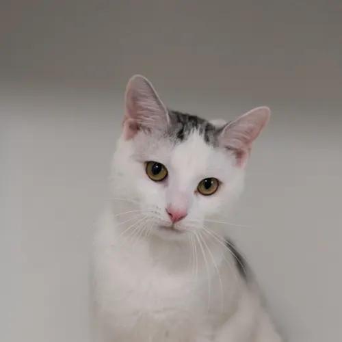 Mark - Domestic Shorthair cat available for adoption at Hawkesbury Companion Animal Shelter in Sydney