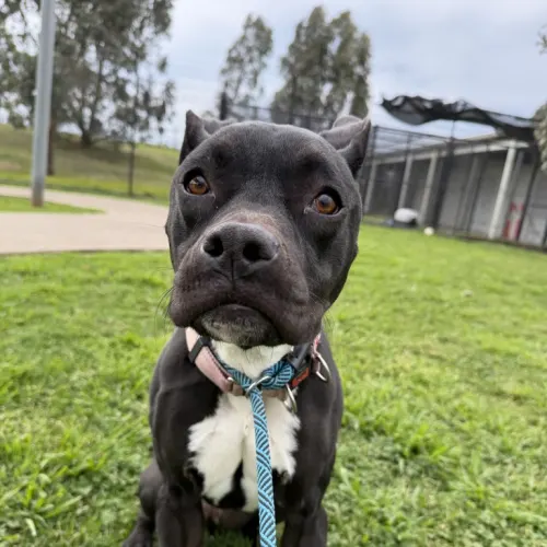 Bella - American Staffy Cross available for adoption in Melbourne