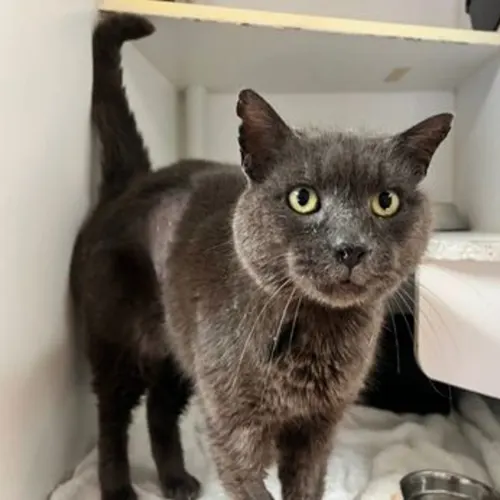 Cobweb - Domestic Shorthair cat available for adoption at The Lost Dogs' Home in Melbourne