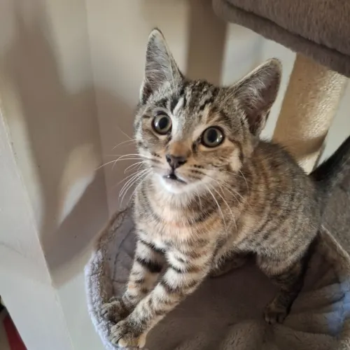 Penny - Domestic Shorthair cat available for adoption at Caboolture and District Animal Welfare in Brisbane