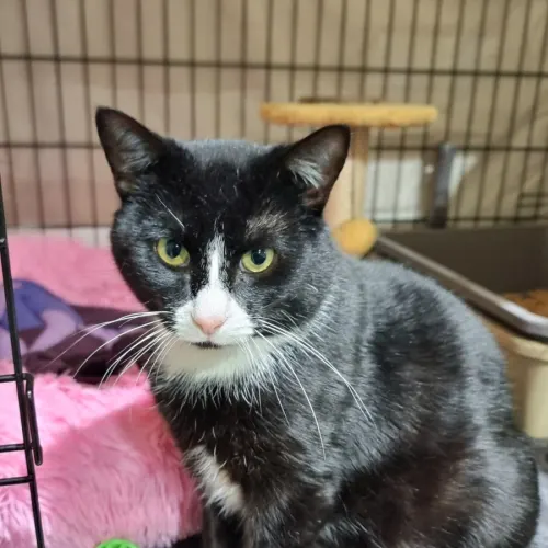 Kipper - Domestic Shorthair cat available for adoption at Ballarat Animal Shelter in Ballarat
