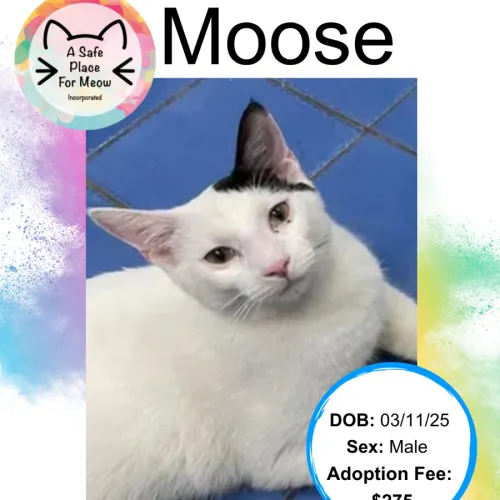 Moose - Domestic Shorthair cat available for adoption at A Safe Place for Meow in Darwin