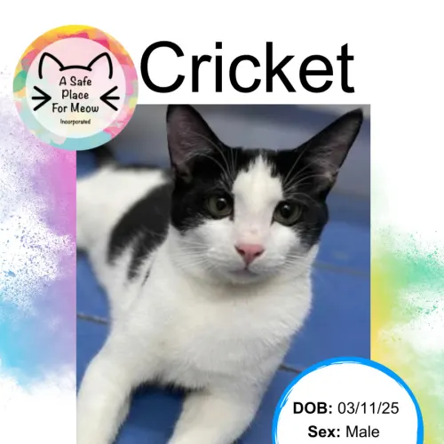 Cricket - Domestic Shorthair cat available for adoption at A Safe Place for Meow in Darwin