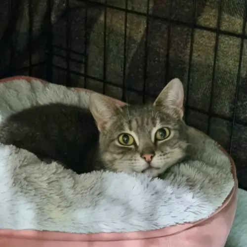 Rue - Domestic Shorthair cat available for adoption at Ballarat Animal Shelter in Ballarat