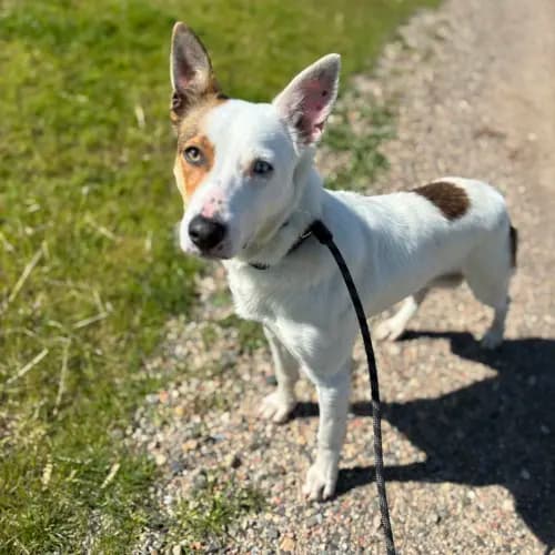 Bolt - Mixed Breed available for adoption in Melbourne