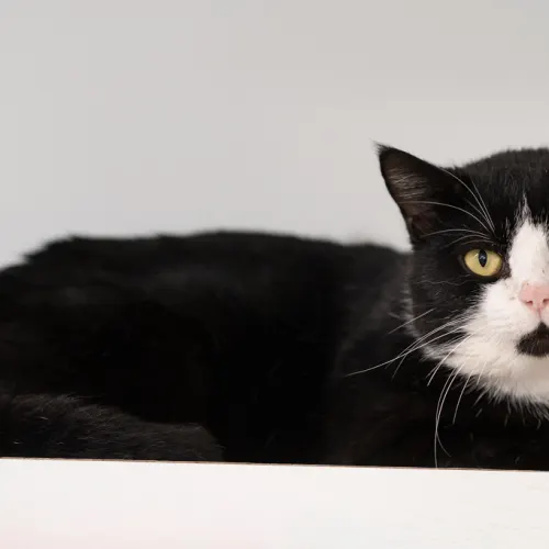 Jono - Domestic Shorthair cat available for adoption at Hawkesbury Companion Animal Shelter in Sydney