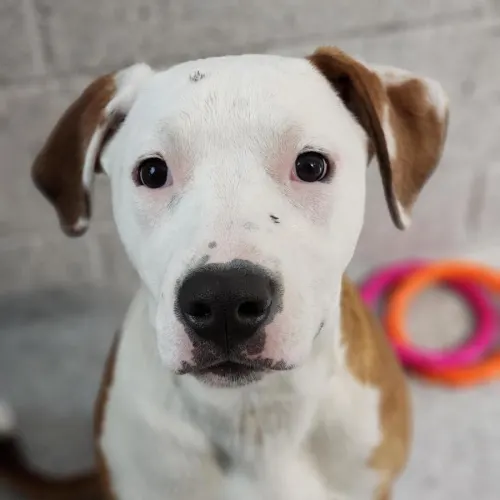 Scout - Mixed Breed available for adoption in Melbourne