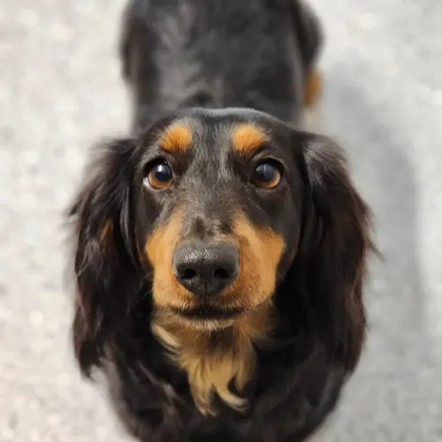Dolly - Dachshund Cross available for adoption in Melbourne