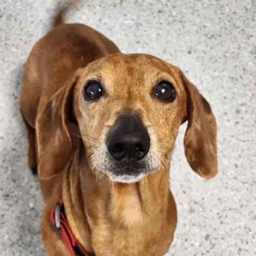 Gruff - Dachshund Cross available for adoption in Melbourne