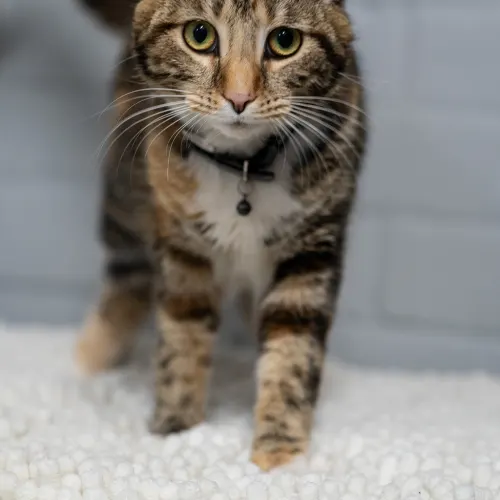 Daisy - Domestic Shorthair cat available for adoption at Hawkesbury Companion Animal Shelter in Sydney