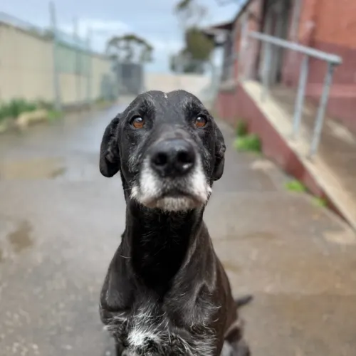 Digger - Mixed Breed available for adoption in Ballarat