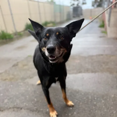 Chase - Mixed Breed available for adoption in Ballarat