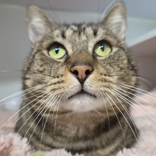 Bfg - Domestic Shorthair cat available for adoption at wat djerring Animal Facility (City of Whittlesea) in Melbourne