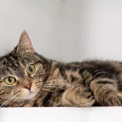 Tilly - Domestic Shorthair cat available for adoption at Hawkesbury Companion Animal Shelter in Sydney