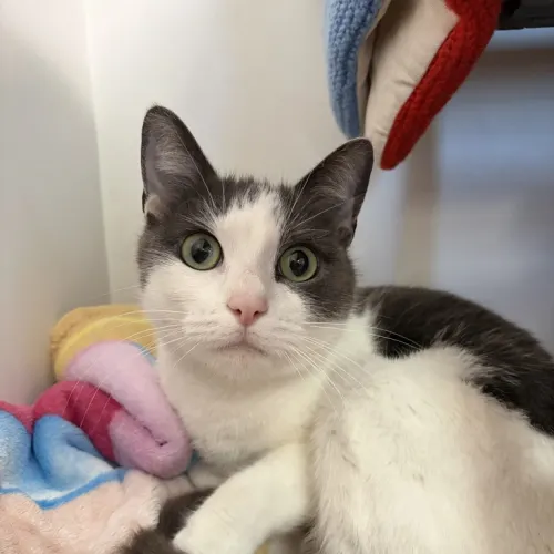 Kanga - Domestic Shorthair cat available for adoption at wat djerring Animal Facility (City of Whittlesea) in Melbourne