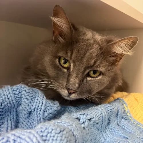 Smokey - Domestic Longhair Mix cat available for adoption at wat djerring Animal Facility (City of Whittlesea) in Melbourne