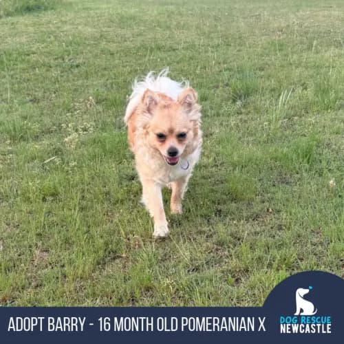 Barry - Pomeranian Cross available for adoption in Newcastle
