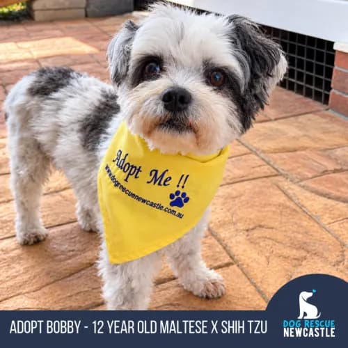 Bobby - Maltese x Shih Tzu available for adoption in Newcastle