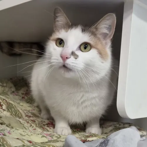 Dolly Parton - Domestic Shorthair cat available for adoption at wat djerring Animal Facility (City of Whittlesea) in Melbourne