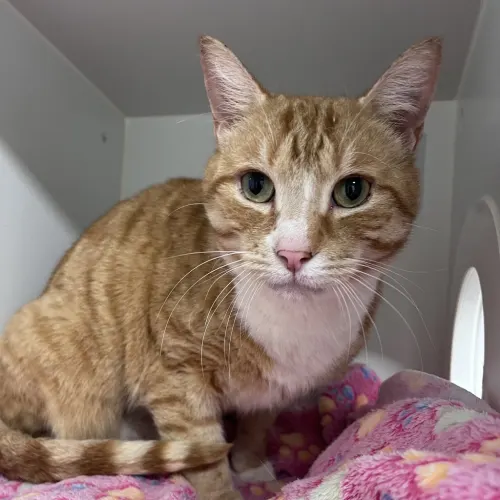 Thompson - Domestic Shorthair cat available for adoption at wat djerring Animal Facility (City of Whittlesea) in Melbourne