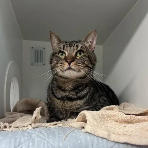 Toby - Domestic Shorthair cat available for adoption at wat djerring Animal Facility (City of Whittlesea) in Melbourne