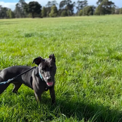Blondie - Mixed Breed available for adoption in Ballarat